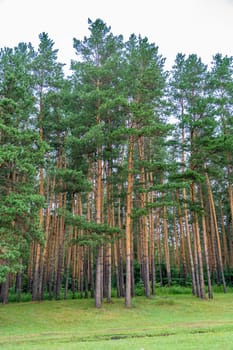 Tall ship pines in the southern Urals