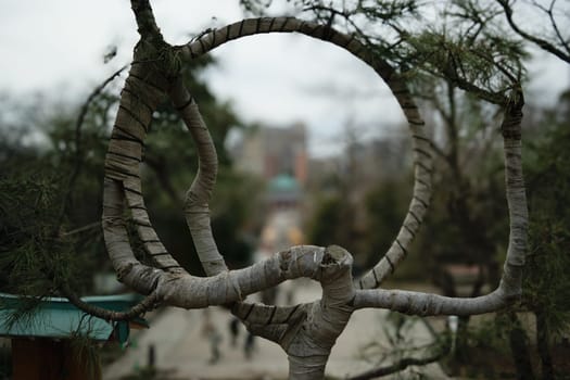 Curved tree branches forming a circular frame with a blurred background of urban park.
