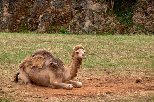 A dromedary lying on the ground and the grass. Solitaire, hair change, rocks, flowers