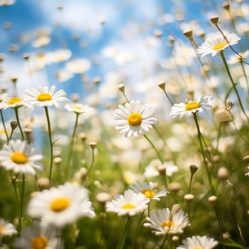 Elegant wild daisies grace the meadow, their white petals contrasting with the lush green grass. A picturesque scene embodying the essence of nature and gardening.