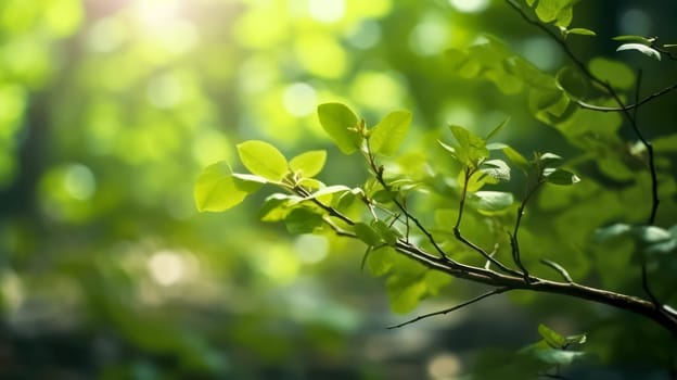 Lush green beech tree leaves thrive in the forest on a sunny day, presenting a serene image against a softly blurred natural background.