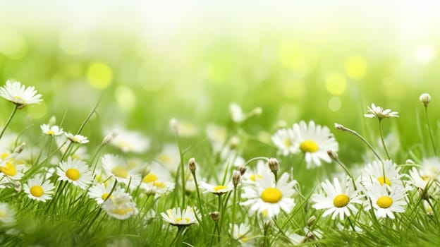 Elegant wild daisies grace the meadow, their white petals contrasting with the lush green grass. A picturesque scene embodying the essence of nature and gardening.