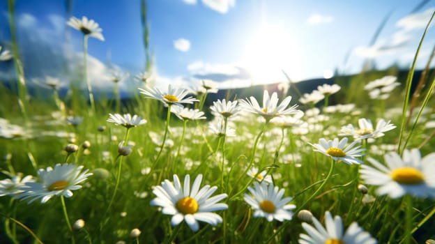 Daisies bloom in a sun drenched spring meadow. Bokeh lights add sparkle to blurred backgrounds, creating a dreamy and enchanting atmosphere.