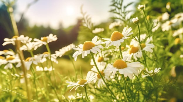 Daisies bloom in a sun drenched spring meadow. Bokeh lights add sparkle to blurred backgrounds, creating a dreamy and enchanting atmosphere.