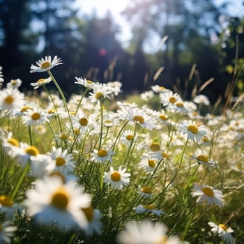 Elegant wild daisies grace the meadow, their white petals contrasting with the lush green grass. A picturesque scene embodying the essence of nature and gardening.