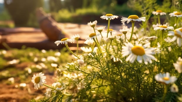 Daisies bloom in a sun drenched spring meadow. Bokeh lights add sparkle to blurred backgrounds, creating a dreamy and enchanting atmosphere.