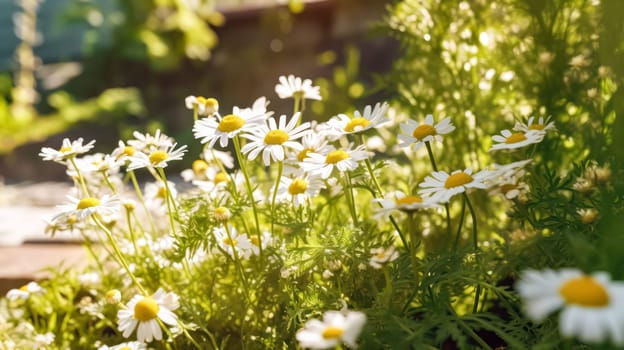 Daisies bloom in a sun drenched spring meadow. Bokeh lights add sparkle to blurred backgrounds, creating a dreamy and enchanting atmosphere.