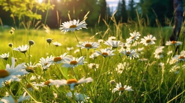 Elegant wild daisies grace the meadow, their white petals contrasting with the lush green grass. A picturesque scene embodying the essence of nature and gardening.