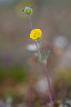 A single arctic cinquefoil or Potentilla hypartica growing on the arctic tundra north of Arviat, Nunavut, Canada