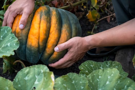 The hands of the farmer hold a pumpkin, a variety of green color, a man harvests in his garden, is engaged in planting and cultivating vegetables, close-up view.