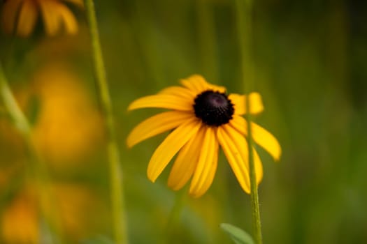 Florist cultivates, grows beautiful flowers of orange and yellow colors Rudbeckia fulgida, in his garden, flower close-up.