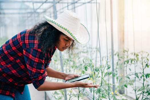 In a greenhouse a woman farmer in a black shirt carefully checks tomato leaves with her phone. Her balanced approach intertwines technology and nature fostering industry development and growth.