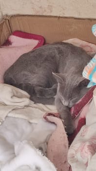 gray cat sleeps on a blanket, pets, animal. High quality photo