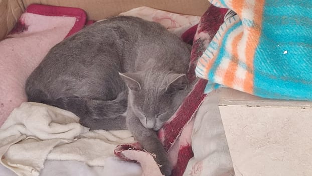 gray cat sleeps on a blanket, pets, animal. High quality photo