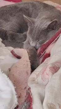 gray cat sleeps on a blanket, pets, animal. High quality photo