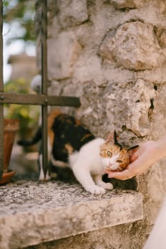 Tricolor cat rubs against the hand of a woman who strokes her near a stone garden fence. High quality photo