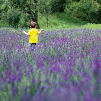 A little boy in a yellow T-shirt runs through a lavender field, a children's walk in a lavender park.