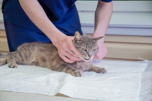 a young male veterinarian examines a street grey kitten at a volunteer station for free cat aid, provides him with first aid, treats him for parasites, fleas, ticks, helminths, High quality photo