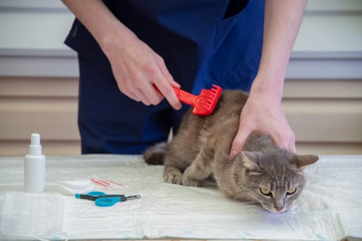 a young male veterinarian examines a street grey kitten at a volunteer station for free cat aid, provides him with first aid, treats him for parasites, fleas, ticks, helminths, High quality photo