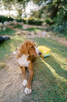 Large brown dog lies on a green lawn and looks away. High quality photo