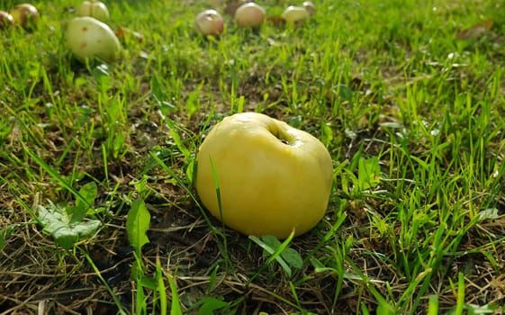 A green apple lies on grass harvest of autumn fruit