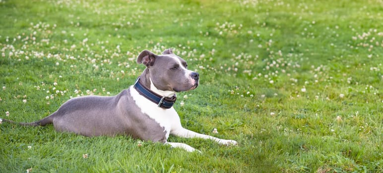 male blue and white American Staffordshire Terrier on a green lawn in a dog park, the dog lies relaxed, enjoying a walk, copy space, high quality photo