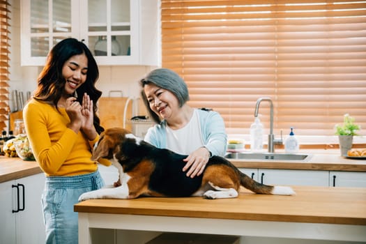 An Asian family in the kitchen, including the grandmother and daughter, enjoys quality time playing with their Beagle dog. Their smiles reflect the fun, togetherness, and family happiness.