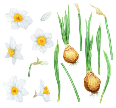 Narcissus, watercolor illustration of daffodils. Hand drawn watercolor painting of a fragrant spring garden flower. White and yellow botanical painting for greeting, wedding, Easter, Mothers day print.