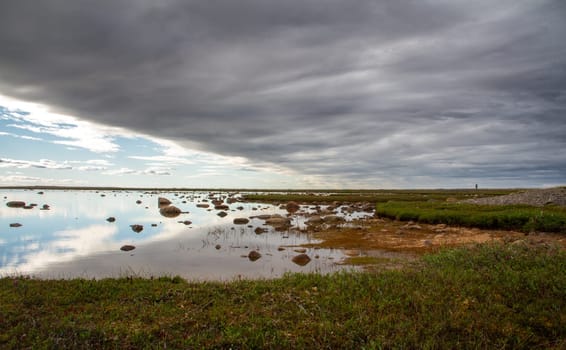 Arctic landscape with green willow plants in the foreground and a shallow pond in the background with partly overcast skies, near Arviat, Nunavut, Canada