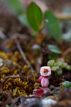 Flower of a lingonberry or cranberry growing on cryptogamic mat in the arctic tundra.. It is a low evergreen shrub with creeping horizontal roots with three (3) to eight (8) inches upright branches. The many leaves are shiny, oval, hard and evergreen with rolled over edges. The pink and white bell-shaped flowers are clustered at the end of the branches and produce tasty, tart, firm, round, red berries.
