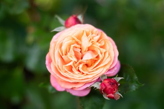 Pink orange double hybrid rose Mary Ann blooms in summer in the garden, flower portrait, amateur gardening, high quality photo.