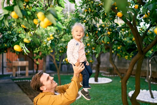 Dad lifts a smiling little girl in his arms to ripe tangerines on a tree. High quality photo