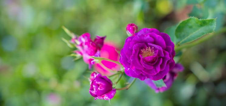 Purple violet mixed color Floribunda Rose Burgundy Ice flowers in the garden, against blurred green leaves, idea for cards, greetings, nature flower background, High quality photo