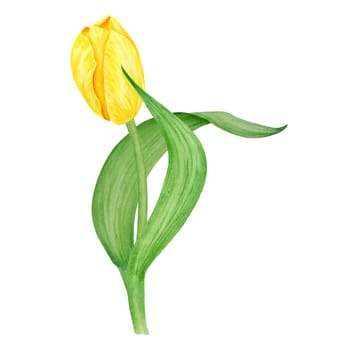 Yellow tulip. Watercolor hand drawn illustration of spring symbol, golden flower. Clip art for Easter, Mothers Day, Womens Day, March 8 cards, wedding, farmer and floristic prints, travelbooks, packing