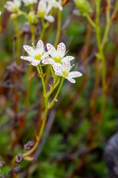 Prickly saxifrage, or Saxifraga tricuspidata, a perennial white wildflower with red and yellowish orange spots. Found near Arviat, Nunavut, Canada