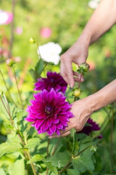 female gardener selects a blooming purple Thomas Edison dahlia from a bush for a bouquet, decorative luxury in a summer garden, natural floral background, high quality photography