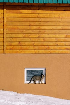 Striped cat walks along the windowsill of the basement window of a wooden cottage. High quality photo