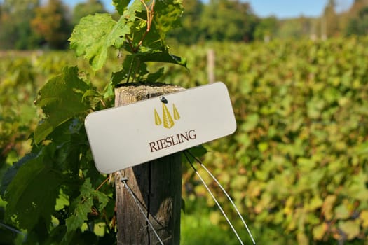 Riesling Grapes Sign on Fencepost in Vineyard. High quality photo