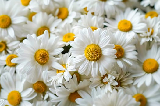 A Beautiful Array of daisies