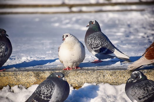 Racing Pigeon (Columba livia domestica) Adult,stray ,perched on fence.