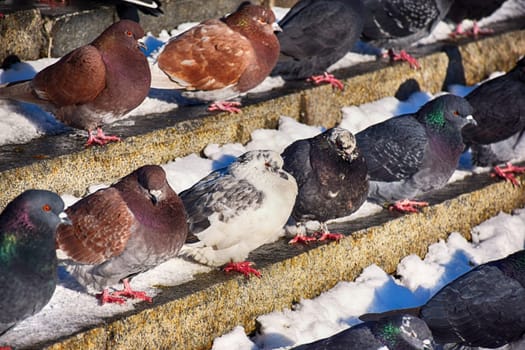 Racing Pigeon (Columba livia domestica) Adult,stray ,perched on fence.