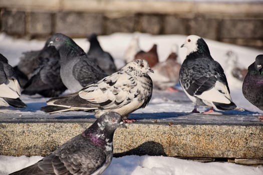 Racing Pigeon (Columba livia domestica) Adult,stray ,perched on fence.