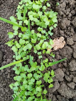 green seedlings of mustard, oats, vetch, sowing green manure in a greenhouse. High quality photo