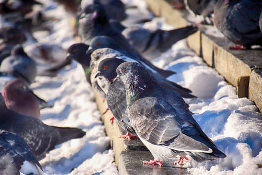 Racing Pigeon (Columba livia domestica) Adult,stray ,perched on fence.