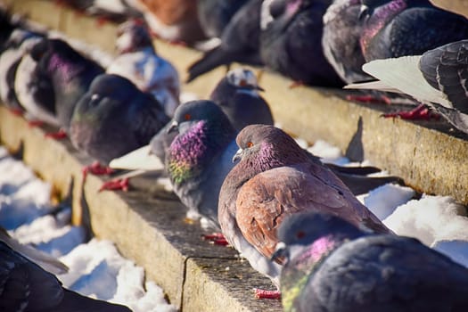 Racing Pigeon (Columba livia domestica) Adult,stray ,perched on fence.