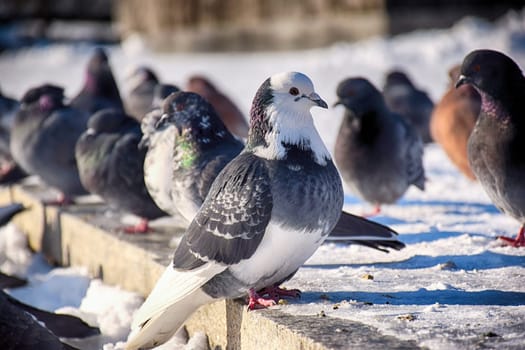 Racing Pigeon (Columba livia domestica) Adult,stray ,perched on fence.