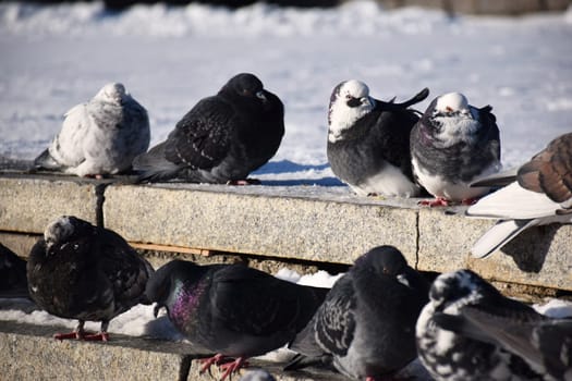 Front view of the face of Rock Pigeon face to face.Rock Pigeons crowd streets and public squares, living on discarded food and offerings of birdseed.