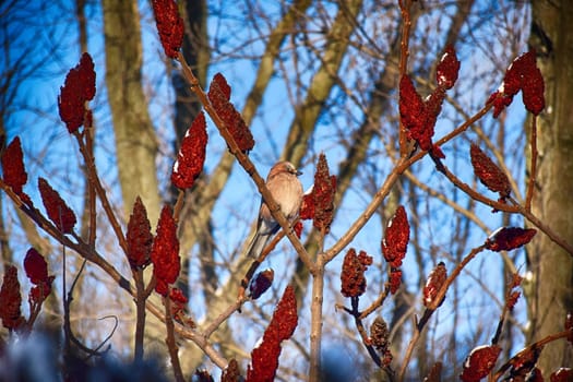 A frozen sparrow sits on a prickly and snow-covered branch of a rosehip with red berries on a frosty winter morning