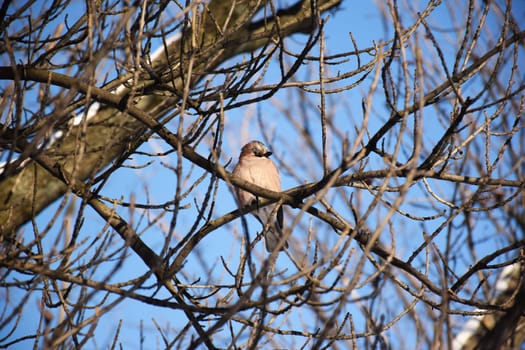 A frozen sparrow sits on a prickly and snow-covered branch of a rosehip with red berries on a frosty winter morning