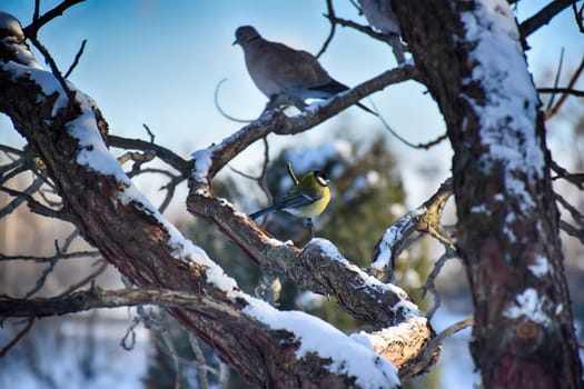 A frozen sparrow sits on a prickly and snow-covered branch of a rosehip with red berries on a frosty winter morning